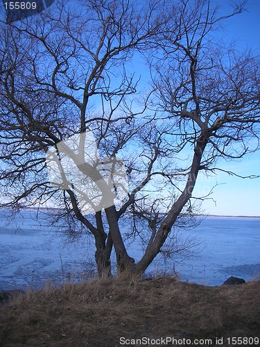 Image of Tree at the lake