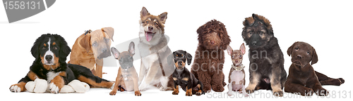 Image of large group of puppies