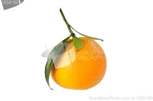 Image of Tangerine on branch.