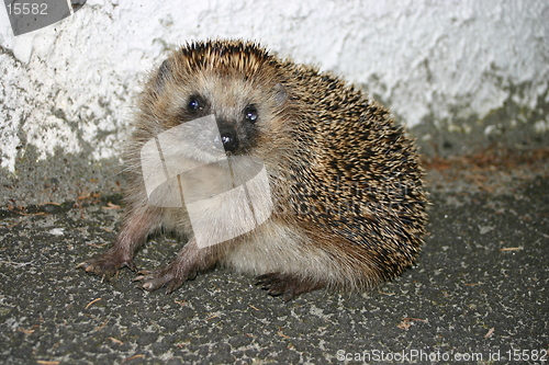 Image of Hedgehog