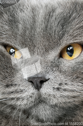 Image of Closeup photo of a quiet British cat
