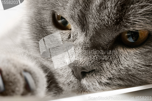 Image of Closeup photo of a quiet British cat