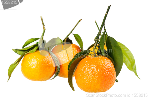 Image of Tangerine on branch.