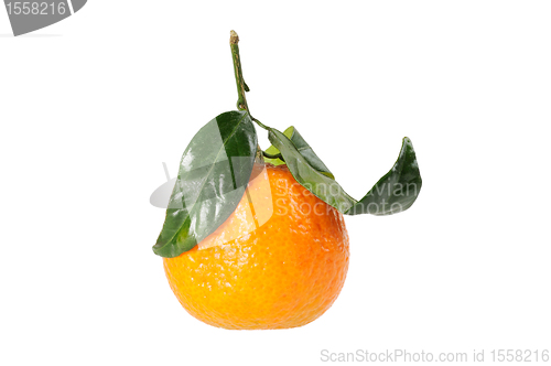 Image of Tangerine on branch.