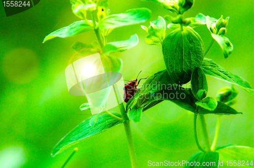 Image of Bug on a grass