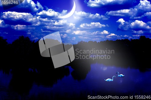 Image of Swans at a moonlight