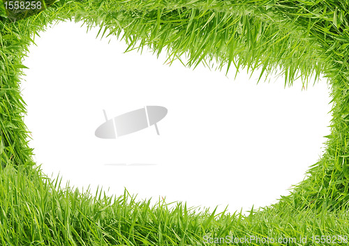 Image of Green grass isolated on white background