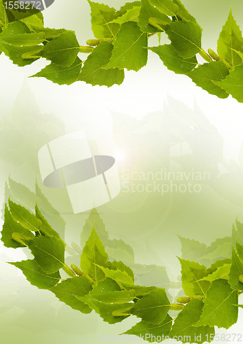 Image of Birch branch