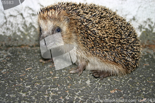 Image of A hedgehog looking towards the camera