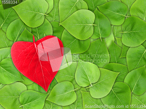 Image of Abstract Valentine background with leaf