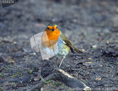 Image of no caption
