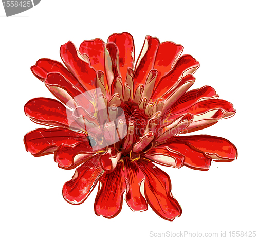 Image of red flower isolated on the white