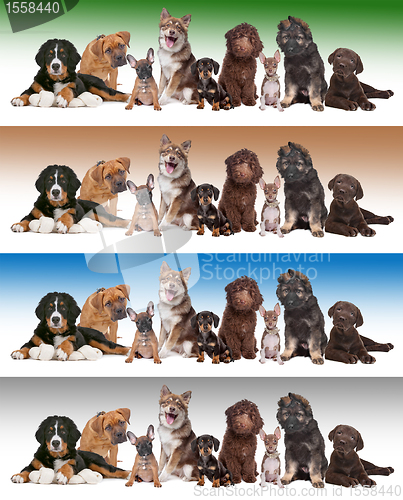 Image of group of puppies on diverse gradient backgrounds