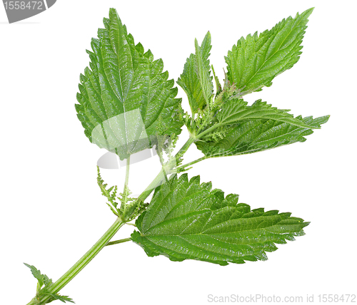 Image of Few green leafs of nettle