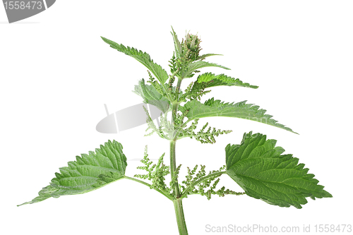 Image of Green leafs of nettle