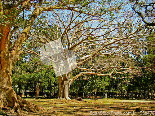 Image of The giant tree