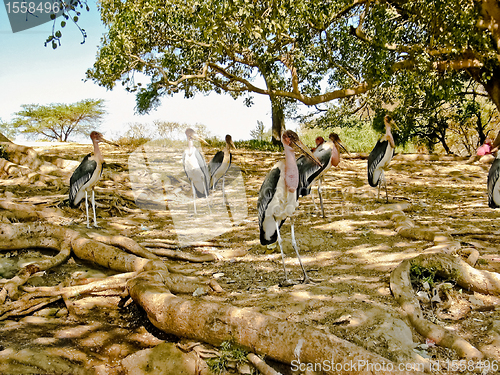 Image of Marabou Stork