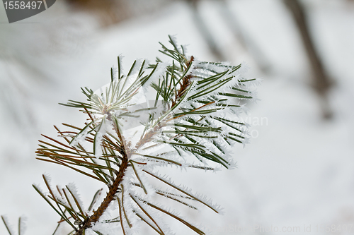 Image of Snow covered pine tree leaves