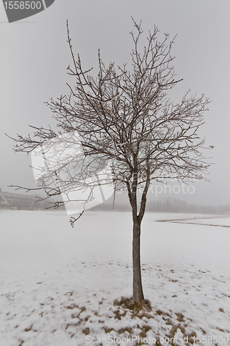 Image of Tree in a fog