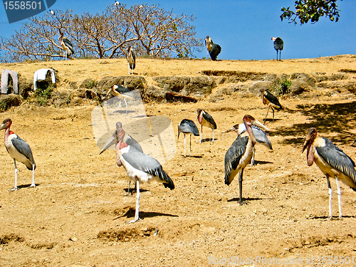 Image of Marabou Stork