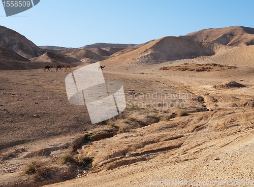 Image of Desert landscape near the Dead Sea with herd of camels
