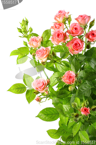 Image of Bush with pink roses and green leafes
