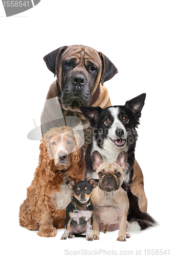 Image of five dogs