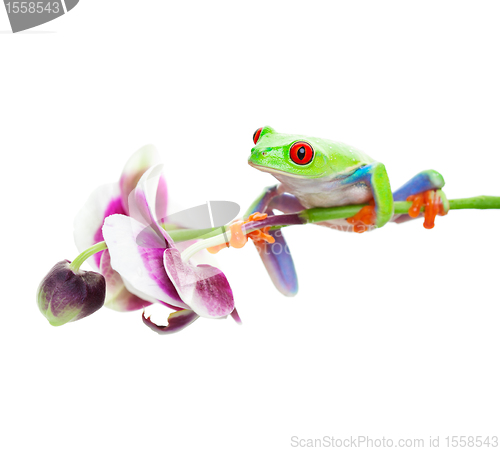 Image of Tree Frog on Orchid