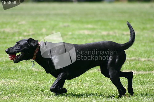 Image of Black Labrador Retriever