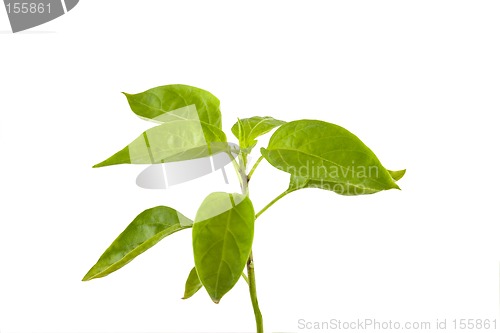 Image of Jalapeno Pepper Plant Sprig