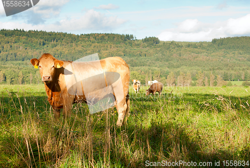 Image of Standing Cow