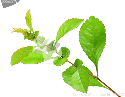Image of Single young branch with green leaf