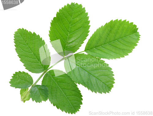 Image of Single young branch with green leaf