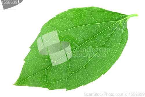 Image of Single green leaf of jasmine