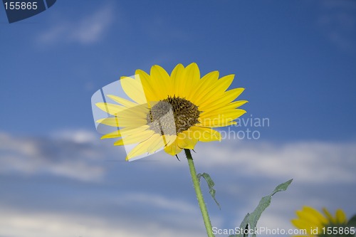 Image of Sunflower against a Deep Blue Sky