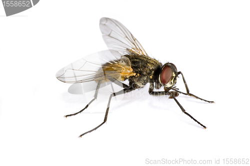 Image of horse fly in close up