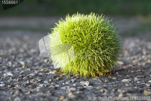 Image of green felty chestnut