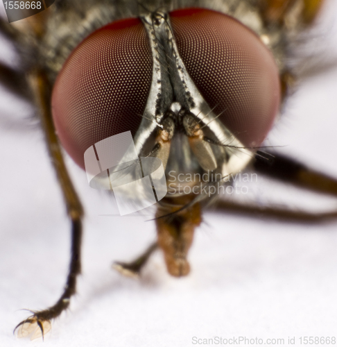 Image of Head of a domestic fly - three