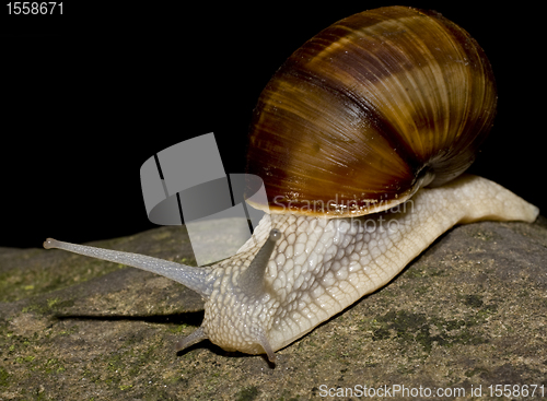 Image of snail