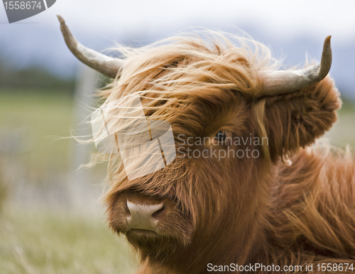 Image of young brown highland cattle