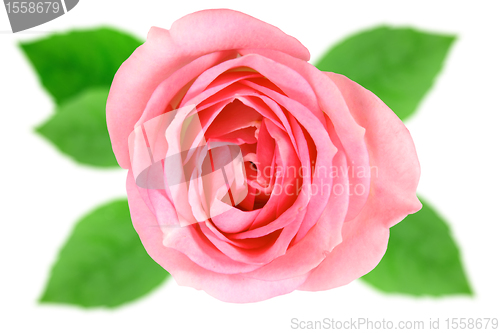 Image of Single pink flower of rose