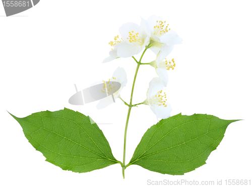 Image of Branch of jasmine with leaf and flowers