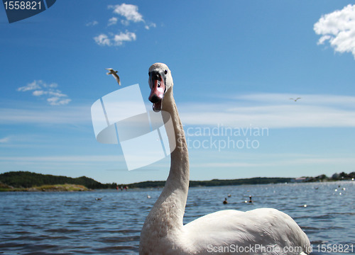 Image of Swan C