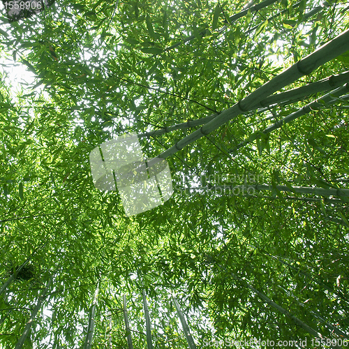 Image of Bamboo picture