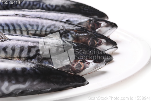 Image of Fresh Mackerel