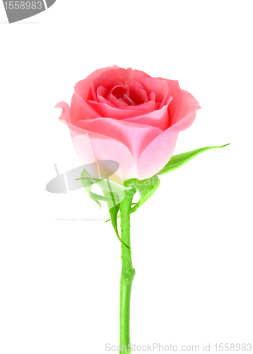Image of Pink flower of rose on a green stalk