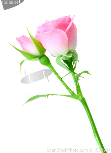 Image of Pink rose and bud on a green stalk