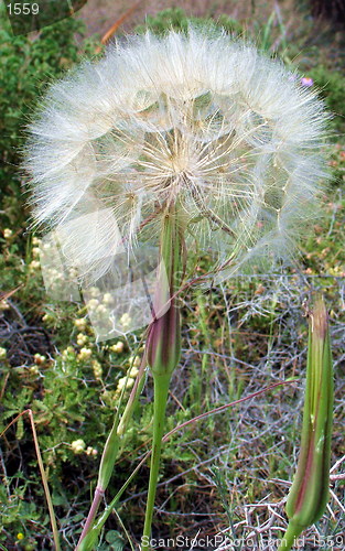 Image of Dandelion