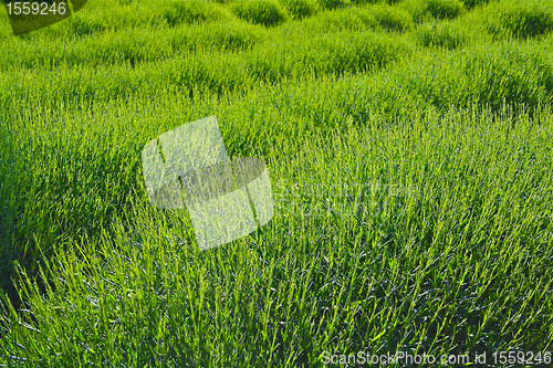 Image of Spring Lavender Field