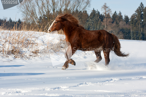 Image of Brown horse run gallop in winter